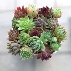 2026年最新】多肉植物 センペルビウムセットの人気アイテム - メルカリ
