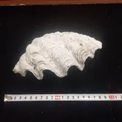 2026年最新】大シャコ貝の人気アイテム - メルカリ