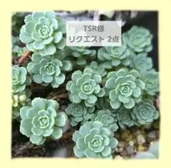 TSR様 リクエスト 2点 まとめ商品