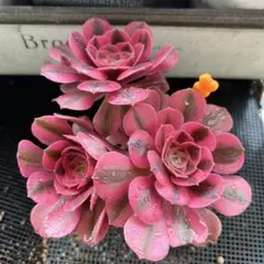 アエオニウム♡ピンクウィッチ 3苗 抜き苗のサムネイル