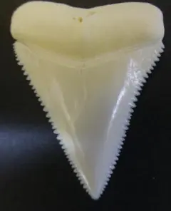 Item thumbnail for item 776fa5ed-09ae-4ca4-b0a7-5ce8b582e907