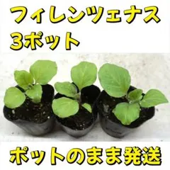 2026年最新】ナス 苗 フィレンツェの人気アイテム - メルカリ