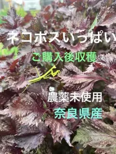 販売停止中 珍しい 斑入り よもぎ 蓬 ハーブ - メルカリ