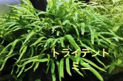 2026年最新】ミクロソリウムトライデントの人気アイテム - メルカリ