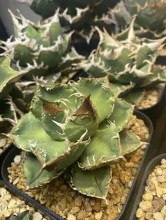 2025年最新】アガベ冰雹の人気アイテム - メルカリ