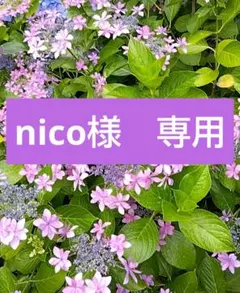 専用　インセクトコレクション　カブトムシ柄のサムネイル