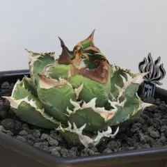 アガベ チタノタ Lize血統クラウン①のサムネイル