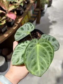 【芋】 アロカシア　メロ　オーレア　斑入り 芋】 アロカシア メロ オーレア 斑入り - メルカリ