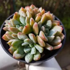 2025年最新】多肉 エルサの人気アイテム - メルカリ