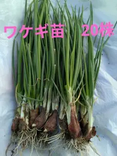 2026年最新】わけぎ苗の人気アイテム - メルカリ