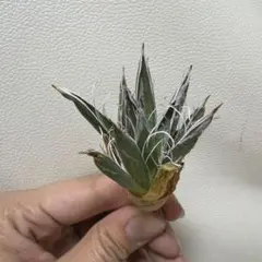 アガベ シジゲラロイヤルフラッシュ ⑦のサムネイル