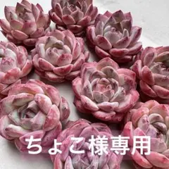 ちょこ様専用 イチゴミルク（小さめ） 10苗セット