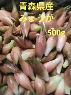 農家直送 青森県産 新鮮 みょうが 500gのサムネイル