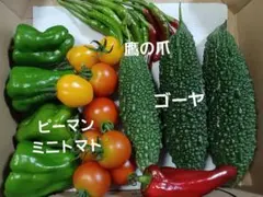 農薬不使用　夏野菜セットのサムネイル