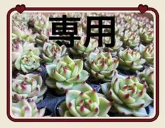 あーばば様 リクエスト 2点 まとめ商品