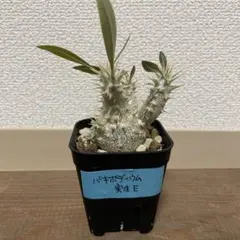 ☆専用☆ 多肉植物 カランコエ もふもふ兎シリーズ♡ リクエスト3兎