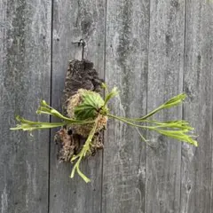 2026年最新】リドレイ pakarangの人気アイテム - メルカリ