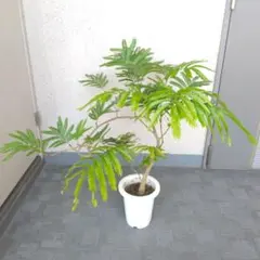 現品】人気 エバーフレッシュ曲がり 螺旋樹形 7号鉢 観葉植物 - メルカリ