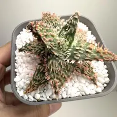 赤怒涛 ハイブリッド フォーカリア 実生 多肉植物1295 - メルカリ
