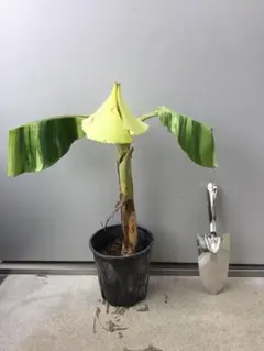 2025年最新】バナナ 斑入りの人気アイテム - メルカリ