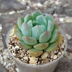 No.9 七福神 抜き苗 多肉植物 - メルカリ