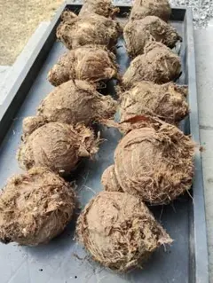 雅農園様！親芋(土垂)12個約3kg