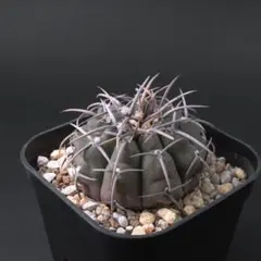 2025年最新】ギムノカリキウム バッテリーの人気アイテム - メルカリ