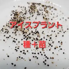 no.42/お得!!アイスプラント　種＋苗