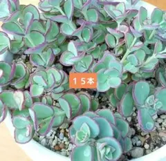 多肉植物 斑入りミセバヤ カット苗B - メルカリ