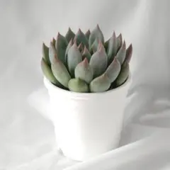 ザラゴーサspノバ 2025年最新】ザラゴーサSPノバの人気アイテム - メルカリ