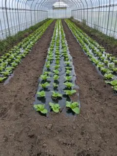 まみまみ様専用　5