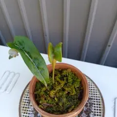 山野草・獅子一ツ葉。シダ植物 株分け苗。鉢は付属しません。