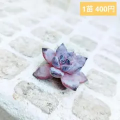 tabris様 リクエスト 2点 まとめ商品