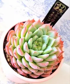 鬼珠 札付きポットごとメルカリ便ルイパパさん苗 - メルカリ