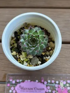多肉植物　センペルビウム　センペルビューム　発根済み抜き苗のサムネイル
