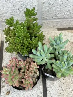 多肉植物抜き苗セット - メルカリ