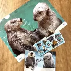 鳥羽水族館 ラッコグッズ ステッカー クリアファイル ポストカード メイ キラ