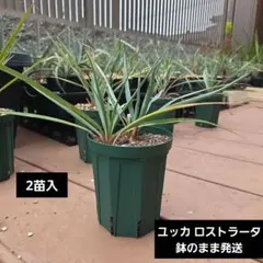 ユッカ ペリクローサ - メルカリ