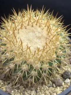 M536多肉植物 サボテン 黑王丸Copiapoa cinerea 強棘棘も綺麗 - メルカリ