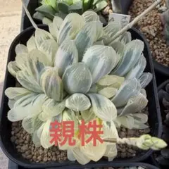 C*＊様 ハオルチア　オブツーサ錦