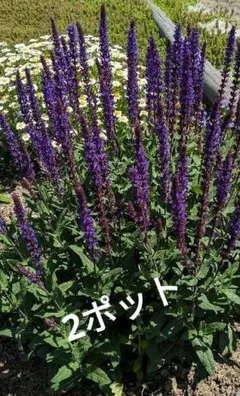 アルパカ様 リクエスト 2点 まとめ商品