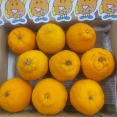 デコポン9玉のサムネイル