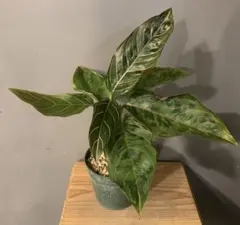 2025年最新】アグラオネマの人気アイテム - メルカリ