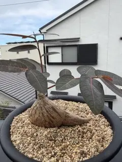 激レア/極美/塊根植物】フィランサス ミラビリス 大株 鉢植え A-5