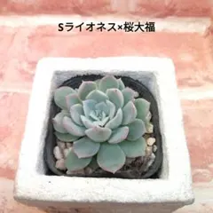 2026年最新】錦玉園 桜大福の人気アイテム - メルカリ