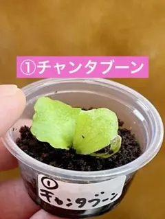 ①チャンタブーン　胞子培養株　ビカクシダのサムネイル