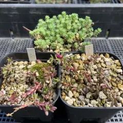 多肉植物 セダム ピンキーとパリダム 抜き苗