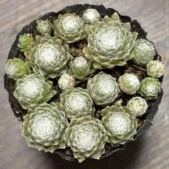 センペルビウム　抜き苗　Rのサムネイル