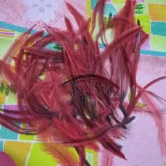 エミューの赤い羽根