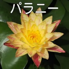 2026年最新】睡蓮 苗の人気アイテム - メルカリ